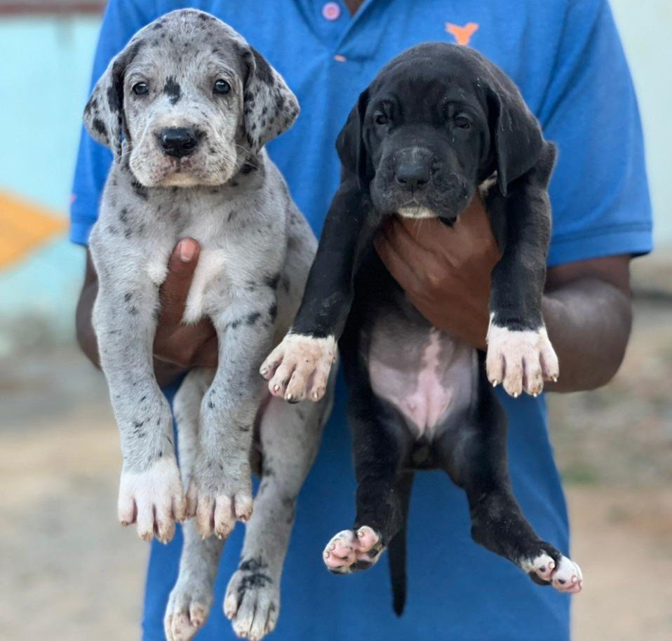Order Female  Great Dane  Puppy from Mumbai